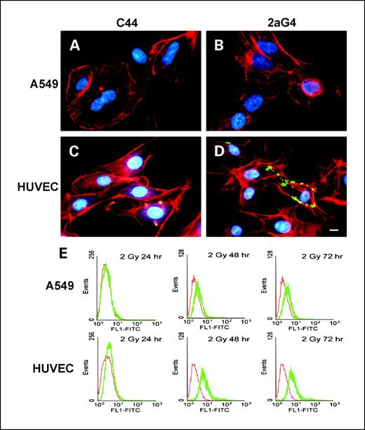 Fig. 1. Irradiation induces phosphatidylserine exposure on HUVECs but not A549 tumor cells in vitro. A549 cells (A and B) or HUVECs (C and D) were grown on chamber slides and irradiated with 2 Gy in the presence of 2aG4 (B and D) or control antibody C44 (A and C). Two hours later, cells were fixed and stained for antibody binding. 2aG4 binding to externalized phosphatidylserine appears green. The cytoskeleton appears red, and nuclei appear blue. Bar, 10 μm. E, flow cytometric analysis of intact cells (7-amino-actinomycin D negative) stained with 2aG4 (green) or C44 (red) 24, 48, or 72 h after irradiation.