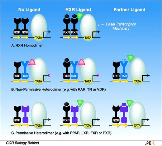 Fig. 1. Retinoid receptor responses are predicated by pairing partner. A, in the absence of ligand, RXR homodimers (black) assembled on DR elements () in target gene promoters have a weak repressive activity. RXR ligands () induce the recruitment of transcriptional coactivators (e.g., histone acetyl transferases; ), interaction with the basal transcription machinery (large gray oval), and activation of gene transcription. B, nonpermissive heterodimers comprised of RXR and RAR (blue), or a high-affinity hormone receptor, mediate repression in the absence of ligand due to interaction with transcriptional corepressors SMRT and N-CoR (), and associated histone deacetylases. Repression is abrogated by the interaction of RAR ligand (), but not the RXR ligand, due to the requirement for corepressor displacement mediated by ligand-induced conformational change in the RAR protein. C, permissive heterodimers containing an RXR molecule and a low-affinity receptor (e.g., liver X receptor, RXR, or pregnane X receptor; purple) can be activated by binding of the ligand to either receptor. Simultaneous binding by both ligands elicits synergistic activation (data not shown).