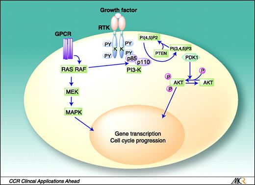 Fig. 1. Signal transduction pathway involving PI3K.
