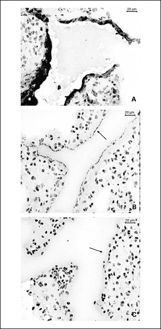 Fig. 5. Representative immunohistochemistry showing heparan sulfate and CXCL12 expression in lungs of mice treated with heparin or PBS. Both groups showed strong glycosaminoglycan staining on the bronchoepithelial and endothelial surface (PBS-treated mouse shown in A). Representative immunohistochemistry of CXCL12 expression in the lungs of mice treated with PBS (B) or heparin (C). PBS-treated mice show strong CXCL12 expression on the bronchoepithelial surface (B, arrow) compared with very little CXCL12 expression in the heparin-treated group (C, arrow).