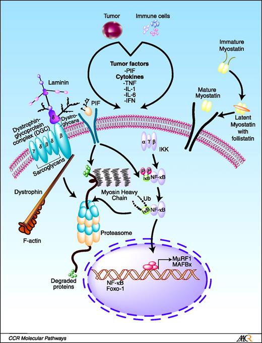 Cancer Cachexia Signaling Pathways Continue to Emerge Yet Much Still ...
