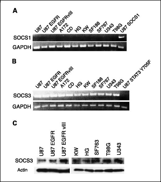 Fig. 1. SOCS1 and SOCS3 are aberrantly expressed in GBM cell lines. A, mRNA from 11 GBM cell lines was isolated and subjected to RT-PCR with primers specific for SOCS1. SOCS1 mRNA was not detectable in these cell lines. Control cell line, U87-SOCS1 expressed SOCS1 mRNA. B, the same RNA samples were used for RT-PCR for SOCS3 detection. SOCS3 expression was constitutive in GBM cell lines. C, protein extracts from several GBM cell lines were analyzed by SDS-PAGE followed by Western blotting with an anti-SOCS3 antiserum. Top, all GBM cell lines constitutively expressed SOCS3 protein; bottom, the same extracts were blotted with anti-actin antibodies as a protein loading control.