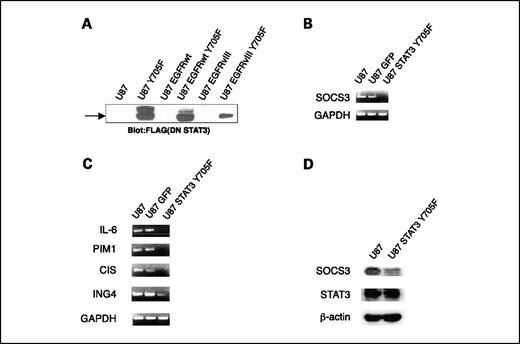 Fig. 2. Constitutive SOCS3 expression in GBM cells is STAT3 dependent. A, U87 cells were engineered to stably express a FLAG-tagged DN STAT3 (STAT3 Y705F) allele by retroviral-mediated gene transfer (see Materials and Methods). Western blot analysis with anti-FLAG antibody shows expression of DN STAT3 in the indicated cell lines. B and C, DN STAT3 repressed the expression of SOCS3 and other STAT-dependent genes. mRNA from U87, U87-GFP vector controls, and U87 STAT3 Y705F was isolated and subjected to RT-PCR with primers specific for the indicated genes. DN STAT3 repressed the expression of SOCS3 as well as IL-6, PIM1, and CIS. D, U87 STAT3 Y705F expresses greatly reduced levels of SOCS3 protein compared with the U87 parental cell line but had no effect on STAT3 expression.