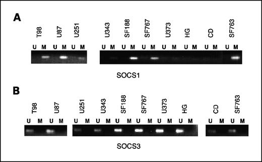 Fig. 3. The SOCS1 locus is hypermethylated and the SOCS3 gene is unmethylated in GBM cell lines. A, sodium bisulfite–treated DNA from GBM cells was subjected to PCR with primers specific for methylated (M) or unmethylated (U) DNA. SOCS1 exon 2 was highly methylated in all GBM cell lines we analyzed. B, the same DNA was subjected to PCR with methylation- or unmethylation-specific SOCS3 primers. The SOCS3 locus was unmethylated in all cell lines tested.