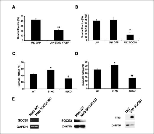 Fig. 4. Ectopic expression of SOCS1 or DN STAT3 sensitizes cells to IR. A and B, GBM cell line U87 or U87 stably expressing DN STAT3 or SOCS1 was exposed to 4 Gy (A) or 2 Gy (B) IR from a cesium-137 source and plated in 10-cm dishes at 500 cells per plate. Survival fraction was calculated by dividing the number of colonies in the irradiated samples by the number of colonies in unirradiated controls. Results from four independent experiments. C and D, MEFs from WT and SOCS1- or SOCS3-deficient mice were exposed to 4 Gy (C) or 6 Gy (D) IR, and clonogenic survival fraction was determined by the method described in (A). Columns, mean; bars, SE. Statistical analysis was done using the Students t test. *, P < 0.05; **, P < 0.01; n = 3. E, left, RT-PCR showing lack of SOCS1 expression in SOCS1 knockout (KO) MEFs; middle, Western blots showing lack of SOCS3 expression in SOCS3 knockout MEFs; right, ectopic expression of Myc-tagged SOCS1.