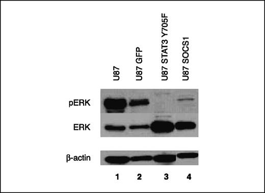 Fig. 5. Expression of SOCS1 or DN STAT3 regulates MAPK activation in GBM cell lines. Top, protein extracts from U87 parental cells (lane 1), U87-GFP–negative controls (lane 2), U87 cells stably expressing STAT3 Y705F (lane 3), or SOCS1 (lane 4) were analyzed by SDS-PAGE followed by Western blotting with anti-phosphorylated ERK1/2 (pERK) antibodies; middle, control blot with anti-ERK antibodies; bottom, anti-actin blot.