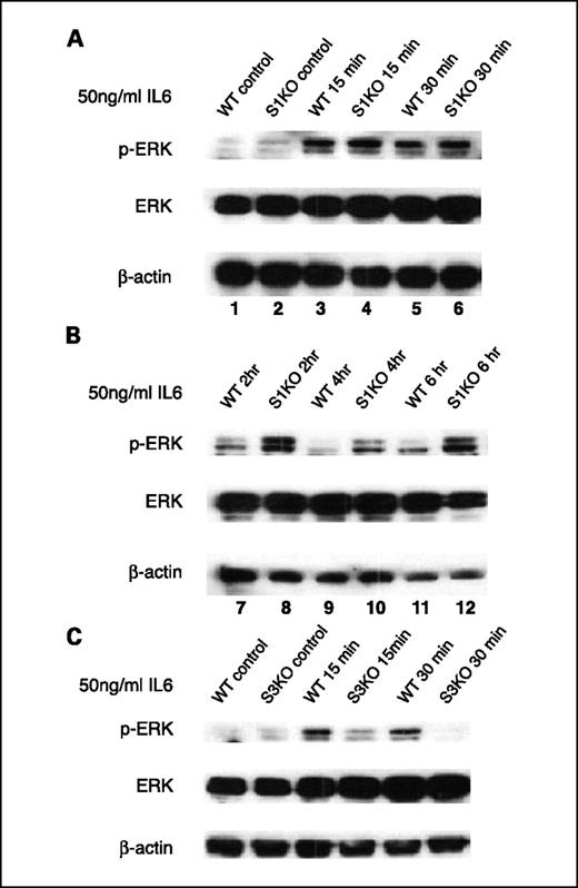 Fig. 6. Endogenous SOCS1 and SOCS3 regulate ERK-MAPK signaling in response to IL-6. MEFs from WT and either SOCS1-deficient (A and B) or SOCS3-deficient (C) mice were incubated in medium containing 0% serum for 18 h and stimulated with 50 ng/mL IL-6 for the indicated times. Whole-cell extracts were prepared at the indicated time points up to 6 h after stimulation. Top, phosphorylated ERK1/2 was detected by Western blot using anti-phosphorylated ERK antiserum. Protein loading controls for ERK (middle) and actin (bottom) are included.