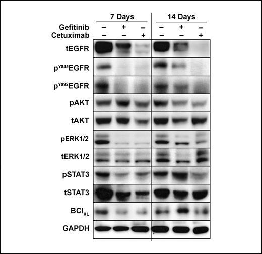 Fig. 3. Effect of EGFR inhibition by cetuximab versus gefitinib on the expression level of proteins involved in the EGFR signaling cascade. Levels of total and phosphorylated EGFR, AKT, ERK, and STAT3, as well as BclXL, are shown at the end of a 1-wk treatment of either cetuximab or gefitinib (7-d time point), or following an additional week of no treatment (14-d time point), as described in Materials and Methods. Glyceraldehyde-3-phosphate dehydrogenase (GAPDH) levels are provided as a loading control.