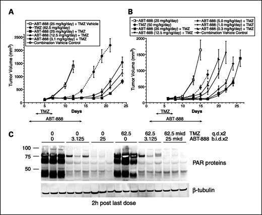 Fig. 2. Efficacy and biomarker response of ABT-888 in combination with temozolomide in B16F10 murine melanoma models. A, oral dose response of ABT-888. B16F10 cells were injected s.c. into C57BL/6 mice on day 0 and dosing was initiated on day 1. ABT-888 was administered p.o., b.i.d. on days 1 to 14. On days 3 to 7, temozolomide (TMZ; p.o., q.d.) was administered 2 h after ABT-888. Data consists of 8 to 10 mice per treatment group; bars, SE. B, ABT-888 continuous infusion dose response. B16F10 cells were injected on day 0. The 14-d OMPs were implanted s.c. on day 1 and temozolomide was administered p.o., q.d. on days 3 to 7. Data consists of 7 to 10 mice per treatment group; bars, SE. C, Western blot analysis showing significant inhibition in the level of poly(ADP-ribose) polymers in B16F10 flank tumors after treatment with ABT-888 alone or in combination with temozolomide. These results indicate inhibition of PARP activity in tumors after in vivo treatment and differential level of inhibition of PAR relative to dose of ABT-888. Mice were dosed with ABT-888 (25 and 3.125 mg/kg/d, p.o., b.i.d.×2) or temozolomide (62.5 mg/kg/d, p.o., q.d.×2) and in combination. Tumors were harvested 2 h after last dose.