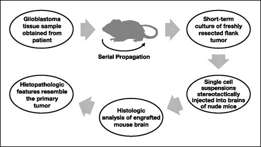 Fig. 3. Methodology for generating a murine serially transplantable xenograft model. Human glioblastomas were propagated in the flank of mice and then briefly cultured in vitro before stereotactic injection into the brains of nude mice.