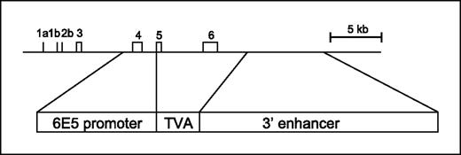 Fig. 1. SCL-TVA transgene used to create SCL-TVA mice. The genomic structure of the scl gene shown here was adapted from ref. 19. The 950-bp TVA gene is flanked upstream by the 2.8-kb 6E5 scl promoter and downstream by the 5.5-kb scl 3′ enhancer. Numbered boxes, scl gene exons.