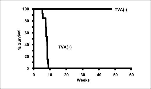 Fig. 2. Survival of SCL-TVA mice infected with RCAS-PyMT virus. Kaplan-Meier plot showing survival of SCL-TVA (n = 13) versus control (n = 7) mice injected with RCAS-PyMT virus. TVA(+), SCL-TVA mice; TVA(−), control littermates.