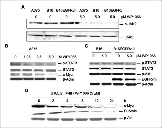Fig. 1. Western blot analyses showing that WP1066 suppresses the intracellular signaling of p-JAK2, p-STAT3, c-Myc, and survivin in melanoma cells. A, A375, B16, or B16EGFRvIII cells were cultured with either medium alone or medium supplemented with 5 μmol/L of WP1066 for 2 h. Cell lysates were prepared and quantified for protein content. A total of 40 μg protein from each sample was used for immunoprecipitation and immunoblotting analysis of phospho-JAK2. Antiphosphotyrosine 4G10 conjugated to agarose beads was used for immunoprecipitation, and anti-JAK2 antibody was used for Western blotting. B, A375 cells were incubated with WP1066 at concentrations of 0, 1.25, 2.5, and 5 μmol/L for 2 h. C, B16 or B16EGFRvIII cells were cultured with either medium alone or medium supplemented with 5 μmol/L of WP1066 for 2 h. D, B16EGFRvIII cells were cultured with 5 μmol/L of WP1066 for 0, 2, 4, 8, 12, and 24 h. A total of 20 μg protein was electrophoretically fractionated in 8% SDS-polyacrylamide gels, transferred to nitrocellulose membranes, and followed by immunoblot analysis with specific antibodies against phospho-STAT3 (Tyr705), total STAT3, c-Myc, survivin, and β-Actin. In addition, the transferred membranes from B16 and B16EGFRvIII cell lysates were immunoblotted with a specific antibody against phospho-Akt (Ser473) or EGFRvIII.