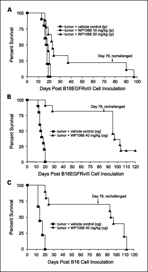 Fig. 3. Survival data from C57BL/6J mice treated with WP1066 after intracerebral B16EGFRvIII cells or B16 cells were established in the brain. A, antitumor efficacy was observed in mice injected i.p. with WP1066 (n = 10 per dose), but it was dose limiting owing to localized inflammation. A comparison of survival time in the group treated i.p. with WP1066 at 20 mg/kg with that for the vehicle control group yielded P values of 0.027, 0.011, 0.005, 0.002, and 0.001 on days 30, 35, 40, 45, and 50, respectively. B, C57BL/6J mice with established intracerebral B16EGFRvIII cells treated with WP1066 via o.g. (n = 10) showed at least a 324% increase in their median survival time, and 80% achieved long-term survival compared with those in the vehicle-treated controls (n = 10). For the group treated with 40 mg/kg WP1066 by o.g., the P values were 0.04, 0.18, 0.007, 0.002, 0.001, and 0.001 at days 25, 30. 35, 40, 45, and 50, respectively, compared with the vehicle control group. C, antitumor efficacy was also observed in C57BL/6J mice with established intracerebral B16 cells treated with WP1066 via o.g. (n = 10). In animals that survived longer than 78 d, subsequent rechallenge by injection of tumor cells into the contralateral hemisphere indicated that minimal immunologic memory was induced (A-C).