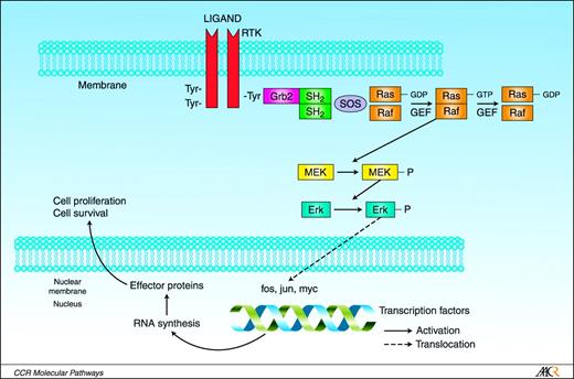 Advances in Targeting the Ras/Raf/MEK/Erk Mitogen-Activated Protein ...