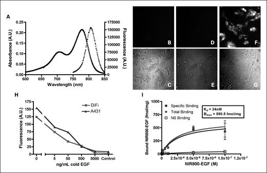 Fig. 2. Spectroscopy, specificity, and intracellular visualization of the NIR800-EGF imaging agent. A, absorbance (▪) and fluorescence (▴) emission of 1 μmol/L aqueous solution. B to G, live DiFi cells labeled with NIR800-EGF and imaged by fluorescence microscopy. B and C, no appreciable autofluorescence was observed in unlabeled DiFi cells (blank). D and E, DiFi cells pretreated with unlabeled (“cold”) EGF followed by NIR800-EGF were nonfluorescent, indicating EGFR specificity. F and G, plasma membrane of DiFi cells incubated with the agent was brightly fluorescent, suggesting localized binding at the cell surface. H, in vitro competitive displacement assay in DiFi and A431 cells. I, saturation binding isotherms for NIR800-EGF in DiFi cells (Kd = 24 nmol/L, Bmax = 591 fmol/mg).
