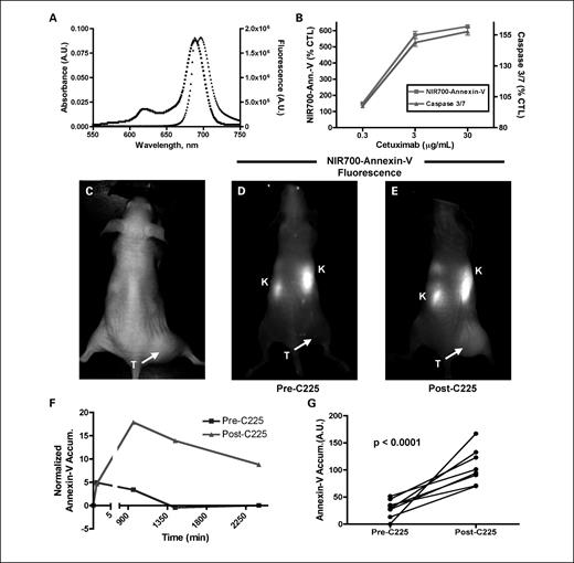Fig. 4. Characterization and validation of NIR700-Annexin V. A, absorbance (▪) and fluorescence (▴) emission of 1 μmol/L aqueous solution NIR700-Annexin V. B, cetuximab-dependent apoptosis in DiFi cells measured by NIR-Annexin V and validated by caspase-3/7 activity. C, white-light and (D and E) fluorescence images of a mouse bearing a DiFi xenograft tumor and administered NIR700-Annexin V either before (D) or after (E) a cetuximab regimen. Fluorescence images were recorded 24 h post-administration of the imaging probe. F, quantitative clearance profile for NIR-Annexin V pre-cetuximab (squares) and post-cetuximab (triangles) treatment illustrating the enhanced NIR-Annexin V accumulation and longer clearance profile following treatment with cetuximab. G, in vivo treatment response indicated by elevated NIR700-Annexin V accumulation in DiFi tumors following cetuximab. Before treatment, minimal accumulation of the imaging agent was observed in tumors. However, following treatment with cetuximab, significantly increased tumor accumulation of NIR-Annexin V was observed (n = 8; P < 0.0001). C225 synonymous with cetuximab.