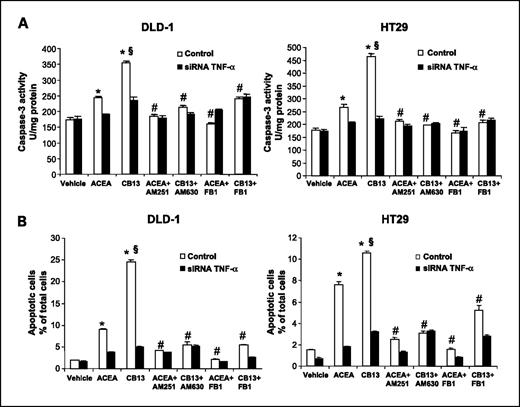 Fig. 3. Effects of 100 nmol/L ACEA, 100 nmol/L CB13, ACEA + 100 nmol/L AM251, CB13 + 100 nmol/L AM630, ACEA + 10 μmol/L FB1 and CB13 + FB1 on caspase-3 activity (A) and cell apoptosis (B) in the DLD-1 and HT29 colon cancer cells transfected with either control or TNF-α–selective siRNA (siRNA TNF-α). Columns, mean of three different experiments; bars, SE. *, significant increase compared with vehicle treatment (P < 0.05); #, significant decrease compared with treatment with ACEA or CB13 (P < 0.05); §, significantly different compared with treatment with ACEA (P < 0.05). FB1, fumonisin B1.