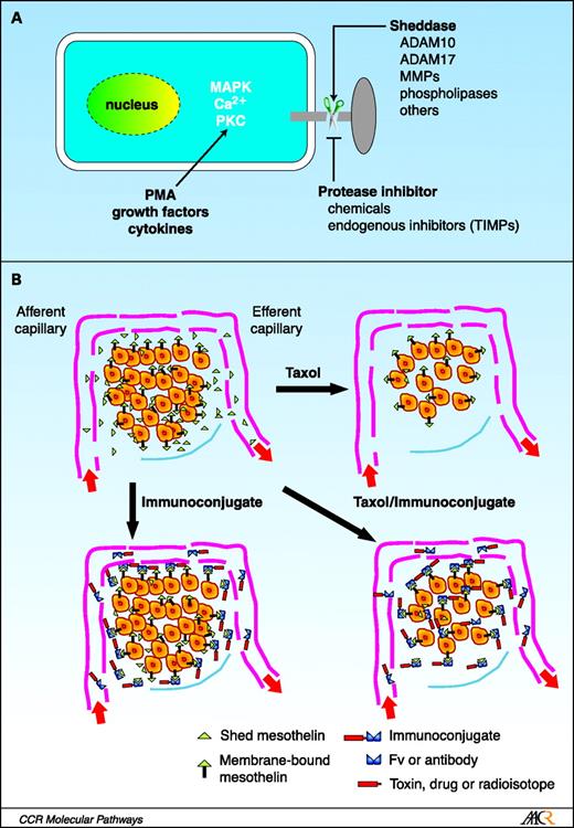 High Shed Antigen Levels within Tumors An Additional Barrier to