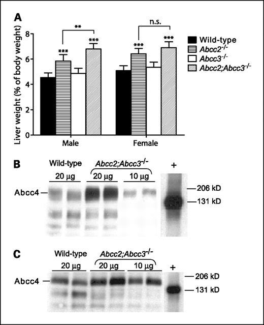 Fig. 1. Characterization of Abcc2;Abcc3−/− mice. A, liver weight (as percentage of BW) of male (left) and female (right) wild-type, Abcc2−/−, Abcc3−/−, and Abcc2;Abcc3−/− mice (means ± SD; n = 5; **, P < 0.01; ***, P < 0.001; ANOVA). B, levels of Abcc4 protein in crude membrane fractions of liver samples from two independent female Abcc2;Abcc3−/− and wild-type mice. C, levels of Abcc4 protein in crude membrane fractions of kidney samples from two independent female Abcc2;Abcc3−/− and wild-type mice. Equal protein loading was confirmed by Ponceau S staining of the membranes after transfer. In (B) and (C): +, lane with the positive control (Sf-9 vesicles containing ABCC4; ref. 40). Underglycosylation of ABCC4 in the Sf-9 cells causes the faster migration compared with the murine Abcc4. Above the lanes, amount of protein loaded. BW, body weight.