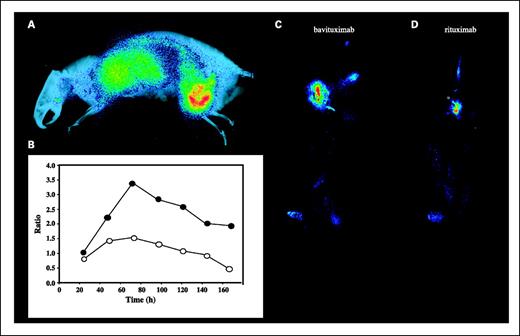 Fig. 3. Whole-body planar scintigraphy of Dunning prostate R3227-AT1 tumor-bearing rats. A, rats bearing ∼20 mm diameter tumors were injected i.v. with 5 MBq of [74As]bavituximab. The rats were imaged on a phosphor plate at various time points after injection. Representative image 72 h after injection. The image is overlaid on an X-ray picture to provide anatomic correlation. B, ratio of uptake of [74As]bavituximab in tumor versus upper organs (liver, lung, heart) at various time points after injection. •, outer tumor regions; ○, entire tumor. At 24 h after injection, no obvious contrast was observed, but at 48 h, the tumor became clearly visible and by 72 h, the tumor-to-organ ratio was the highest. C-D, scintigraphy of rats injected with 3 MBq [77As]bavituximab or [77As]rituximab (negative control). Images acquired with 30 min of exposure time at 72 h. Eight-fold higher uptake of bavituximab than of the control antibody was observed in the tumor.