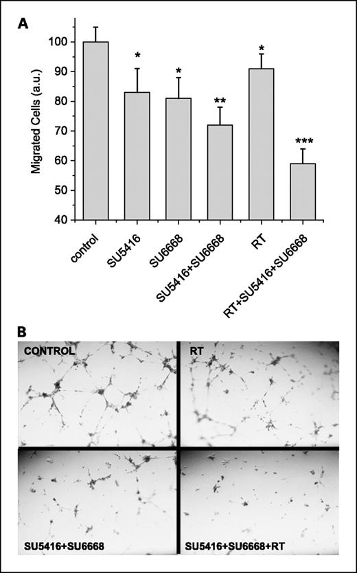 Fig. 3. A, endothelial cell (HUVEC) migration in response to SU5416, SU6668, radiation (2 Gy), and combinations, normalized to the respective controls. Columns, mean (n = 6); bars, SD. *, P < 0.05 versus controls; **, P < 0.05 versus the respective monotherapy; ***, P < 0.05 versus the respective dual compound combinations. B, tube formation assay for HUVEC after SU5416 (1 μmol/L), SU6668 (5 μmol/L), and radiation (2 Gy).