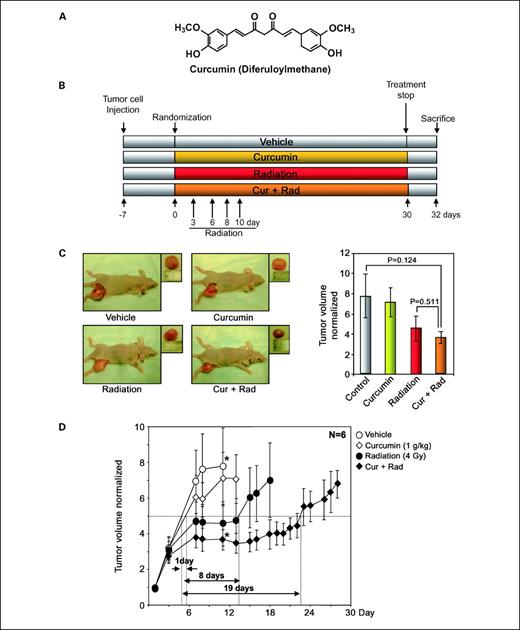 Fig. 1. Curcumin sensitizes colorectal tumors to radiation in nude mice. A, structure of curcumin. B, schematic representation of experimental protocol described in Materials and Methods. Group I was given corn oil (100 μL orally daily), group II with curcumin (1 gm/kg orally daily), group III with γ-radiation 3, 6, 8, and 10 d after randomization, and group IV with curcumin (1 gm/kg orally daily) and with γ-radiation 3, 6, 8, and 10 d after randomization (n = 6). C, necropsy photographs of mice bearing HCT 116 induced colorectal tumors on 10th day (left) and the tumor volume in mice (right). Columns, mean; bars, SE. D, tumor volume measured in different time intervals using Vernier calipers and calculated as described in Materials and Methods (n = 6; *, P < 0.001).