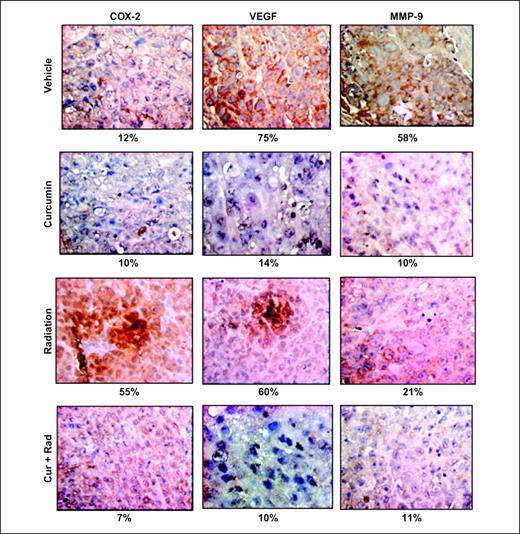 Fig. 4. Curcumin down-regulated the expression of NF-κB–regulated gene products in colorectal tumor samples. Immunohistochemical analysis of COX-2, VEGF, and MMP-9 showed the inhibition of COX-2, VEGF, and MMP-9 by curcumin alone or in combination with radiation. Percentage indicates positive staining for the given biomarker. Samples from three animals in each group were analyzed, and a representative data is shown.