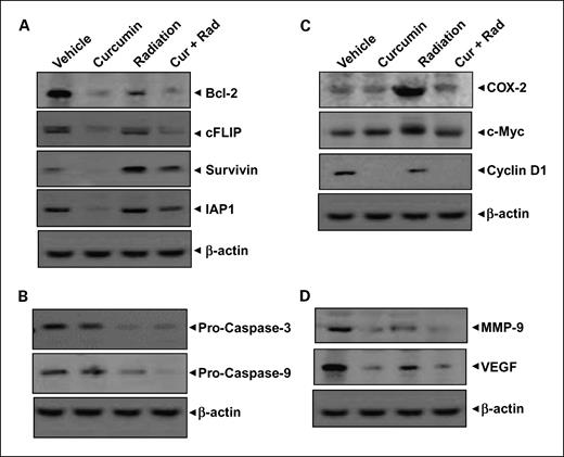 Fig. 5. Curcumin down-regulated the expression of NF-κB–regulated gene products in colorectal tumor samples. A, Western blot showing that curcumin and radiation together inhibit the expression of NF-κB–dependent antiapoptotic genes, such as bcl-2, cFLIP, survivin, and IAP1 in colorectal tumor tissues. B, Western blot showing that curcumin and radiation together inhibit the expression of procaspase-3 and procaspase-9 in colorectal tumor tissues. C, Western blot showing that curcumin and radiation together inhibit the expression of NF-κB–dependent proliferative genes, such as COX-2, cyclin D1, and c-myc. D, Western blot showing that curcumin and radiation together inhibit the expression of NF-κB–dependent invasive and angiogenic gene products, such as MMP-9 and VEGF in colorectal tumor tissues. Samples from three animals in each group were analyzed, and a representative data is shown.