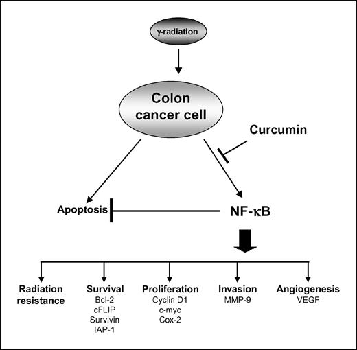 Fig. 6. Schematic representation showing how curcumin sensitizes colon cancer to radiation and inhibit tumor growth.
