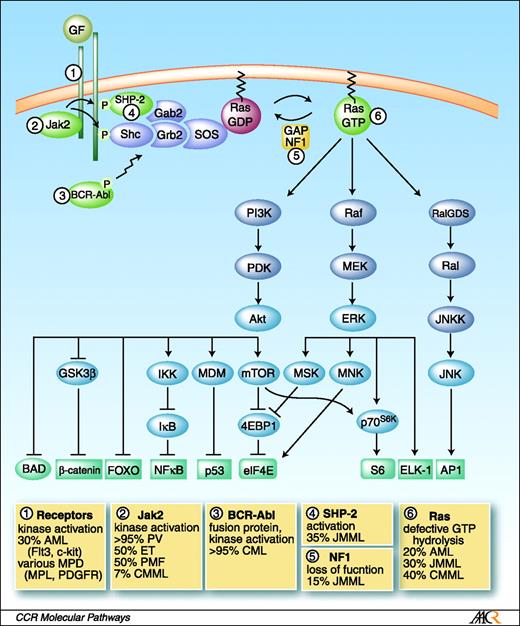 Targeting Ras in Myeloid Leukemias | Clinical Cancer Research ...