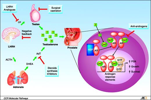 Fig. 1. Points of intervention utilized by androgen deprivation therapies. Testosterone (T) is synthesized primarily in the testes, under the regulation of luteinizing hormone (LH), that is itself regulated by the levels of gonadotropin-releasing hormone (GnRH), or luteinizing hormone–releasing hormone (LHRH) and in the adrenal glands, and secondarily in peripheral tissues including the prostate. Intracellularly T is enzymatically converted to the more potent metabolite dihydrotestosterone (DHT); both steroids bind to the androgen receptor (AR) and release it from its complex with heat shock proteins. Liganded AR translocates to the nucleus where it binds to the androgen response elements present in the regulatory regions of a variety of genes, many of which are involved in the growth, survival, and differentiation of prostate cells. Androgen deprivation therapies aim at different points of the androgens-endocrine axis and include: surgical or chemical castration, the latter achieved by the use GnRH agonists or antagonists; inhibition of steroidogenic enzymes; and the use of antiandrogens that block the binding of androgens to the AR.