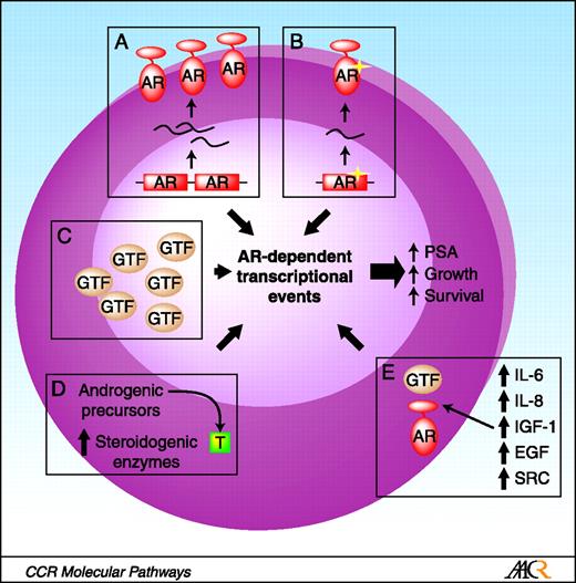 Fig. 2. Mechanisms involved in castration resistant prostate cancer. Several molecular mechanisms have been proposed to explain the dependency of these tumors on a functional AR. Those include: A, gene amplification and increased expression of the AR mRNA and protein; B, selection of mutations in the AR that confer broader ligand specificity; C, changes in the ratios or expression between the AR and its coregulators (GTF, general transcription factor); D, increased expression of steroidogenic enzymes; and E, up-regulation of cross-talk signal transduction pathways that can activate the AR in a ligand-independent manner.