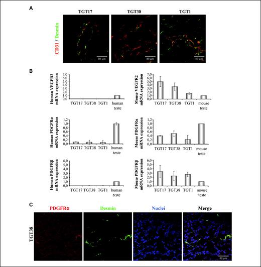 Fig. 1. Angiogenic pattern of TGT17, TGT38, and TGT1 testicular xenograft models. A, dual staining for the endothelial marker CD31 and the pericyte marker desmin. Bar, 80 μm. B, determination of VEGFR2, PDGFRα, and PDGFRβ expression in TGT17 and TGT38 choriocarcinomas and TGT1 yolk sac tumors. mRNA level of human and mouse VEGFR2 and PDGFR-α and PDGFR-β were analyzed by quantitative real-time PCR. Mean ± SD of mRNA expression (four tumors per group) relative to human or mouse testis controls. C, determination of tumoral and stromal expression of PDGFRα by immunofluorescence in TGT38 choriocarcinoma. Bar, 80 μm.