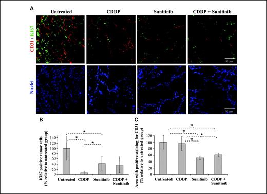 Fig. 4. Sunitinib reduces cell proliferation and vessel density. A, dual staining for Ki-67 proliferation marker and CD31 endothelial marker was done in viable zones of tumors from mice bearing TGT38 choriocarcinoma treated as in Fig. 2. Bar, 80 μm. CD31 (B) and Ki-67 (C) expression was quantified using ImageJ software. Mean ± SD of five sections of each tumor (seven tumors per treatment group), expressed as the percentage of area with positive CD31 or Ki-67 staining relative to untreated group. *, P < 0.05.