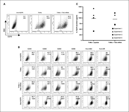 Fig. 1. Electroporation efficiency, phenotype, and IL-12p70 secretion by DCs electroporated with TriMix mRNA alone or in combination with TAA mRNA. A, DCs were electroporated with TriMix mRNA alone or in combination with TAA mRNA. Twenty-four hours later, electroporation efficiency was investigated by staining for surface CD70 expression. Immature DCs electroporated with irrelevant NGFR mRNA were used as negative control. The numbers in the top right corners represent the percentage of positive cells and the mean fluorescence intensity of the positive population giving an indication of the amount of molecules expressed per cell. Results are representative for at least five independent experiments. B, twenty-four hours after electroporation, DCs were stained for costimulatory molecules CD40, CD80, CD83, and CD86 and for HLA class I and class II molecules. The numbers in the top right corners represent the percentage of positive cells and the mean fluorescence intensity of the positive population giving an indication of the amount of molecules expressed per cell. Phenotype is compared with immature and cytokine cocktail–matured DCs electroporated with irrelevant NGFR mRNA. Results are representative for at least five independent experiments. C, IL-12p70 produced within 24 h after electroporation was dosed in the supernatant. Each dot represents one individual experiment and the mean is indicated by a horizontal line.