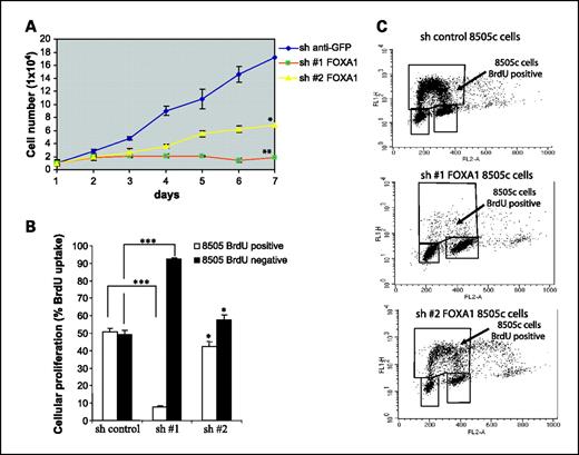 Fig. 3. Effects of FOXA1 silencing on cell cycle of human thyroid carcinoma cells. 8505c cells were infected at the confluence of 60% for 3 to 6 h with two shRNAs against FOXA1 (sh#1 and sh#2) or shRNA anti-GFP sequence (sh-control). A, 8505c cells infected with either sh#1 or sh#2 showed a significant decrease in cellular proliferation after 1 week (**, P < 0.01 and *, P < 0.05, respectively) versus control. B and C, similarly, BrdUrd incorporation (% of cell uptake) was dramatically decreased in 8505c cells infected with sh#1 FOXA1 (7.4 ± 0.8%; **, P < 0.001), whereas a moderate decrease was detectable with sh#2 FOXA1 (42.2 ± 2.8%; *, P < 0.05) versus control (49.2 ± 2.7%). D and E, cell cycle redistribution on treatment by FOXA1 shRNAs. S-phase decrease was consistent with BrdUrd incorporation in 8505c cells infected with sh#1 (10.3 ± 3.0%; ***, P < 0.001) and sh#2 (34.7 ± 0.7%; *, P < 0.05) versus control (40.7 ± 2.9%). A growth arrest in G1 phase but no apoptosis (sub-G1 cell population) occurred on both sh#1 anti-FOXA1 (58.8 ± 1.2%; ***, P < 0.001) and sh#2 (38.4 ± 0.7%; *, P < 0.05) versus control (35.4 ± 1.2%). Percentage of cells in G2-M phase resulted also increased by sh#1 (29.9 ± 2.2%; *, P < 0.05). F, protein levels of cell cycle inhibitor p27kip1 significantly increased in 8505c cells with both sh#1 (74.4%) and sh#2 (19.87%). G, p27kip1 relative mRNA expression levels were also significantly rescued in sh#1 (average of the relative mRNA levels, 4.87 ± 0.04; ***, P < 0.001) and sh#2-infected 8505c cells (average of the relative mRNA levels, 2.1 ± 0.3; **, P < 0.01) versus control. Mean ± SD of at least three independent experiments.