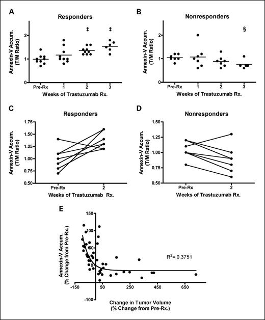 Fig. 2. Longitudinal assessment of NIR700-Annexin V accumulation in MMTV/HER2 tumors illustrates the efficacy of trastuzumab treatment. A, NIR700-Annexin V accumulation ratios (T/M, tumor/normal muscle) increased and attained statistical significance following 2 wk of trastuzumab treatment in responding MMTV/HER2 tumor-bearing mice. ‡, P < 0.001, paired t test. B, NIR700-Annexin V did not accumulate in nonresponding tumors, and overall uptake of the imaging probe decreased as tumors progress. §, P < 0.05. C, on an individual basis, NIR700-Annexin V uptake (pretreatment imaging compared with 2-wk posttreatment) significantly increased following treatment in the vast majority of responding MMTV/HER2 tumor-bearing mice. D, however, nonresponding cohorts typically showed decreased NIR700-Annexin V accumulation after 2 wk of trastuzumab treatment. E, the magnitude of tumor regression was proportional to degree of uptake of NIR700-Annexin V. A nonlinear inverse correlation was observed between the change in NIR700-Annexin V uptake from baseline compared with change in tumor volume from baseline when considering all imaging time points and all mice.