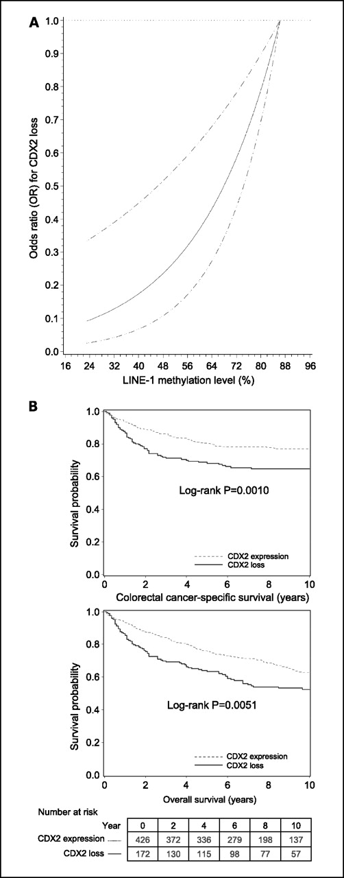 Fig. 2. A, smoothing spline plot for the CDX2 loss/LINE-1 relation, showing OR for CDX2 loss (Y axis) according to LINE-1 methylation level (X axis) with high LINE-1 methylation level as a reference. Hatched lines, 95% CI. B, Kaplan-Meier curves for colon cancer-specific survival (top) and overall survival (bottom) according to CDX2 status in colorectal cancer.
