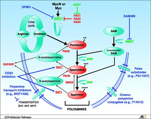 Disrupting Polyamine Homeostasis as a Therapeutic Strategy for ...