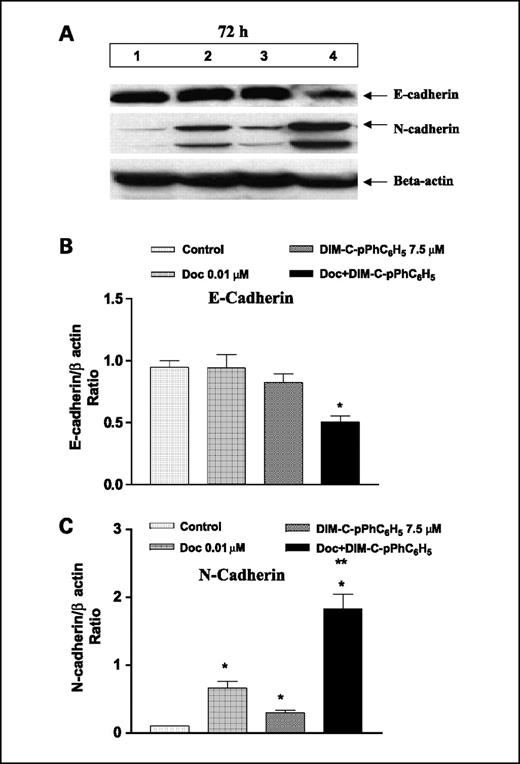 Fig. 4. Expression of EMT proteins. A, A549 cells were treated with docetaxel (0.01 μmol/L), DIM-C-pPhC6H5 (7.5 μmol/L), and docetaxel (0.01 μmol/L) + DIM-C-pPhC6H5 (7.5 μmol/L) for 72 h and whole-cell lysates were analyzed by Western blotting for E-cadherin and N-cadherin protein expression. Lane 1, untreated control cells; lane 2, docetaxel (0.01 μmol/L); lane 3, DIM-C-pPhC6H5 (7.5 μmol/L); lane 4, docetaxel (0.01 μmol/L) + DIM-C-pPhC6H5 (7.5 μmol/L). β-Actin protein acts as a loading control. Similar results were observed in replicate experiments. B, quantitation of EMT protein expression. Protein expression levels (relative to β-actin) were determined. Mean ± SE of three replicate determinations. *, P < 0.05, significantly different from untreated controls; **, P < 0.05, significantly different from DIM-C-pPC6H5 and docetaxel single treatments; ▪, P < 0.05, significantly different from docetaxel single treatment.