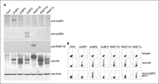 Fig. 1. Specificity of -ULBP1, -ULBP2, -ULBP3, and -RAET1E antibodies. A, Western blot shows that the antibodies to ULBP1, ULBP3, and RAET1E are specific to extracts from cells expressing the appropriate ligand. Cos7 nontransfected cells were included as a negative control. Anti-actin antibodypositive control shows bands in each lane. B, flow cytometry confirmed the specificity of anti-ULBP2.