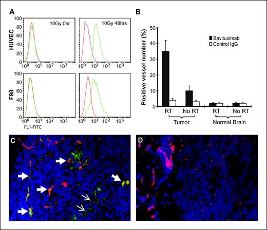 Fig. 2. Irradiation induces phospatidylserine exposure on tumor vessels and F98 glioma cells in vitro and in vivo. A, irradiation induces phospatidylserine exposure on cultured HUVEC and F98 cells. Cells in culture were irradiated once (10 Gy) and 0 and 48 h later were detached and stained with bavituximab (green) or control chimeric IgG (red). The cells were analyzed by flow cytometry. No phospatidylserine exposure was evident at 0 h (left panels). Phospatidylserine exposure was distinct by 24 h (not shown) and reached its maximum by 48 h (right panels). The phospatidylserine-positive cells were intact and excluded 7-AAD. Graphs show number of cells per channel versus fluorescence intensity (arbitrary units). B, irradiation increases the percentage of phospatidylserine-positive vessels in F98 tumors but not in normal brain. The number of bavituximab-positive vessels is expressed as a percentage of the number of vWF-positive vessels in the same 0.079-mm2 fields. Mean percentages SD are shown on the vertical axis. C and D, rats bearing orthotopic F98 gliomas (as in Fig. 1) received 10 Gy whole brain irradiation. Exposure of phospatidylserine in the tumor was determined 12 h later by i.v. injection of bavituximab (C) or control rituximab (D). Animals were perfused with saline 12 h later. Sections of frozen brain were analyzed for the presence of human immunoglobulin by indirect immunofluorescence. Injected antibody appears green. Vasculature stained with anti-vWF appears red. Localization of bavituximab to phospatidylserine-positive tumor vessels in the merged image (Fig. 2C) appears yellow (thick arrows). Localization of bavituximab to phospatidylserine-positive tumor cells is also seen (thin arrows). No localization was found in rats injected with the control antibody. Magnification, 200.