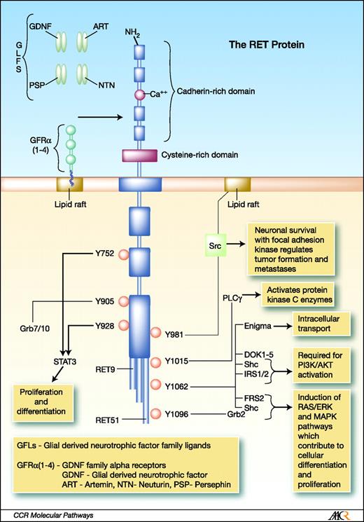 Targeting the RET Pathway in Thyroid Cancer | Clinical Cancer Research ...