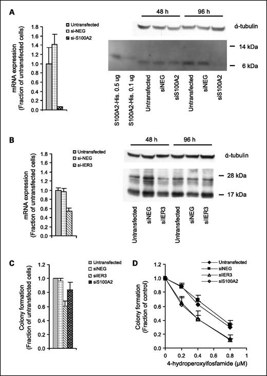 Fig. 2. Effects of gene silencing with siRNAs to S100A2 (siS100A2) or IER3 (siIER3) compared with a scrambled negative control (siNEG) and untransfected cells in the OHS human osteosarcoma cell line. A, left, transcriptional levels of S100A2 24 h after siRNA transfections expressed relative to untransfected cells (bars, SD, duplicates); Right, Western blot showing protein levels of S100A2 after siRNA-mediated transcript knockdown. Recombinant His-tagged S100A2 was used as a positive control. B, left, transcriptional levels of IER3 24 h after siRNA transfections expressed relative to untransfected cells (bars, SD, duplicates); right, Western blot showing protein levels of IER3 after siRNA-mediated transcript knockdown. Two dominant bands are observed, a nonglycosylated form of ∼17 kDa and a glycosylated form of ∼26 kDa. C, silencing of IER3 but not S100A2 or a scrambled negative control reduces colony formation of OHS cells (bars, SE, 3 experiments). D, silencing of IER3 and S100A2 sensitizes OHS cells to 4-hydroperoxyifosfamide (bars, SE, 3 experiments).