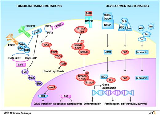 Fig. 1. Stem cell-related signaling pathways in malignant astrocytomas. Simplified schematic of genetic alterations and perturbed developmental pathways found in astrocytomas. Mutations in astrocytomas frequently involve cell cycle and apoptosis regulation and growth factor receptor signaling. RTKs such as EGFR and PDGFR are frequently overactivated in malignant astrocytomas, stimulating its downstream effectors, such as Ras and PI3K. Nf1 and Pten are tumor suppressors that negatively regulate Ras and PI3K signaling, respectively. Other tumor suppressors such as p53, retinoblastoma (Rb), and Ink4A have also been implicated. These pathways have been shown to regulate neural stem cell function. BMP, Notch, Sonic hedgehog (Shh), and Wnt are developmentally regulated signaling pathways that are also active in normal neural stem cells but are dysregulated in malignant astrocytomas.
