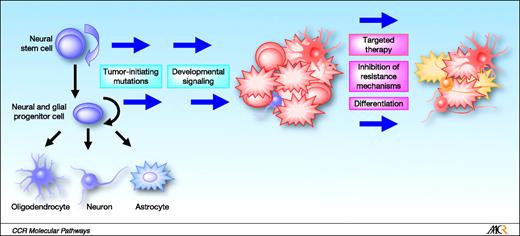Fig. 2. Neural stem/progenitor origin and stem-like cancer cells in malignant astrocytomas and potential therapeutic approaches. A model of neural stem/progenitor origin posits that the targeting of known tumor-initiating mutations in these self-renewing cells gives rise to malignant astrocytomas. The activation of developmental signaling pathways may be secondary events during tumorigenesis. Stem-like cancer cells in astrocytomas may represent the more malignant subpopulation of cancer cells and provide a mechanism for therapeutic resistance. Potential avenues for therapeutic intervention may require combinations of targeted therapies against both stem-like and less tumorigenic cancer cells, as well as inhibition of resistance mechanisms by targeting cancer stem cells. The stem/progenitor origin and the presence of stem-like cancer cells also paves the way for therapeutic avenues such as differentiation therapy in retarding the growth of malignant astrocytomas.