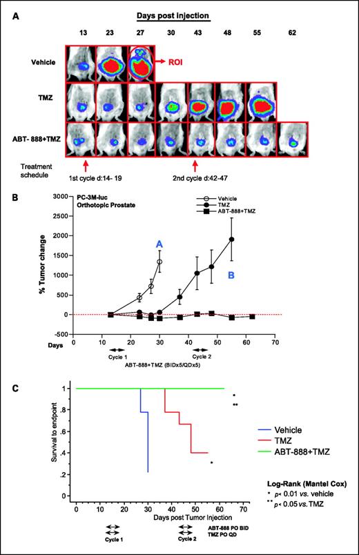 Fig. 2. Efficacy of ABT-888 in combination with TMZ in orthotopic prostate PC3M-Luc xenografts. ABT-888 was administered at 25 mg/kg/d, orally, twice daily for 5 d, concurrently with TMZ at 50 mg/kg/d, orally, once daily for 5 d, for two cycles as indicated. A, representative BLI. B, corresponding graph. C, Kaplan-Meier analysis based on 1,000% tumor change end point by BLI. A striking increase in survival of the ABT-888+TMZ group when compared with TMZ monotherapy group was evident with none of the mice in the ABT-888+TMZ group reaching end point when the study ended. Points, mean of 9 to 10 mice per treatment group; bars, SEM.