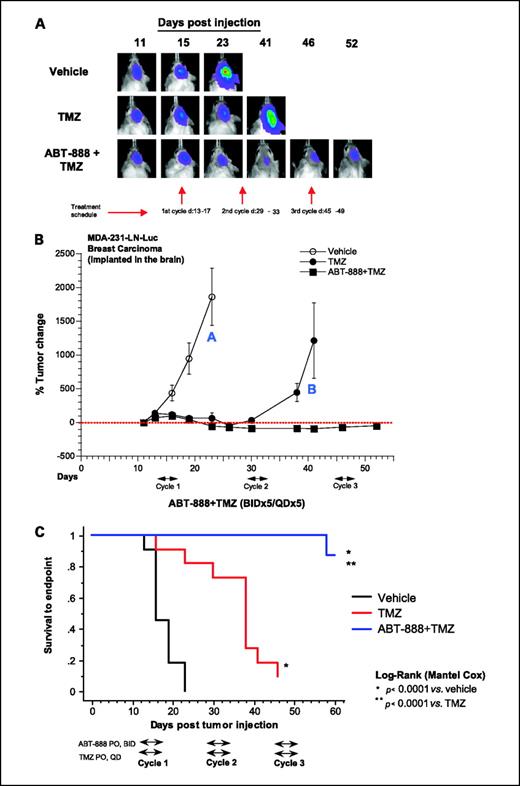 Fig. 3. Efficacy of ABT-888 in combination with TMZ in MDA-231-Luc breast xenografts implanted in the brain metastatic site. ABT-888 was administered at 25 mg/kg/d, orally, twice daily for 5 d, concurrently with TMZ at 50 mg/kg/d, orally, once daily for 5 d, for three cycles as indicated. A, representative BLI. B, corresponding graph of the brain ectopic breast at various time points showing antitumor efficacy of ABT-888+TMZ. Whereas loss of sensitivity to TMZ is observed after a second cycle, sustained efficacy is observed in the ABT-888+TMZ group after three cycles. C, Kaplan-Meier analysis based on 300% tumor change end point by BLI. Although treatment with TMZ monotherapy significantly increased survival compared with vehicle, ABT-888+TMZ markedly improved survival compared with TMZ treatment alone. A greater weight loss (17% from baseline) was observed in the ABT-888+TMZ group at the end of the third cycle but recovered weight 12 d later (6% weight loss from baseline). Points, mean of 11 mice per treatment group; bars, SEM.
