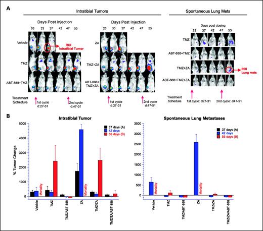 Fig. 5. Efficacy of ABT-888 in combination with TMZ in the intratibial breast MDA-231-Luc with development of spontaneous lung metastases. ABT-888 was administered at 25 mg/kg/d, orally, twice daily for 5 d, concurrently with TMZ at 50 mg/kg/d, orally, once daily for 5 d, for two cycles as indicated. A, representative BLI images of the intratibial tumors and resulting spontaneous lung metastases showing the antitumor efficacy of ABT-888 combination groups (± ZA). B, graphical representation of % tumor change based on BLI of intratibial tumor and lung metastases in corresponding mice at various time points. Whereas TMZ groups (± ZA) showed regrowth of intratibial tumors, ABT-888 combination groups (± ZA) showed sustained antitumor efficacy resulting in PRs. Columns, mean of 6 to 10 mice per treatment group; bars, SEM.